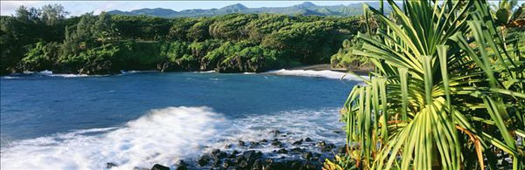 夏威夷,毛伊岛,黑沙,海滩,露兜树,树,前景