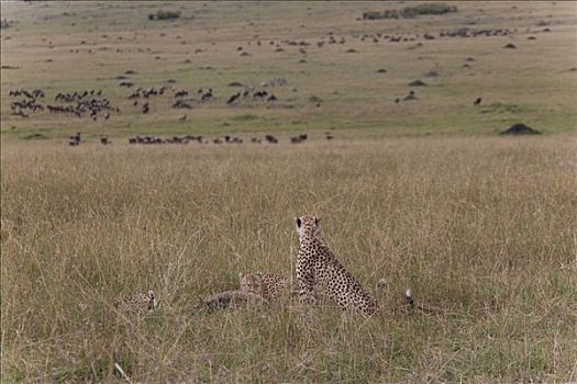 两个,印度豹,猎豹,躺着,风景,马赛马拉国家保护区,肯尼亚