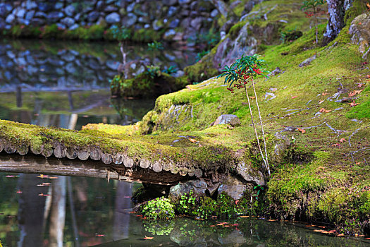 日本,京都,花园,园林景观