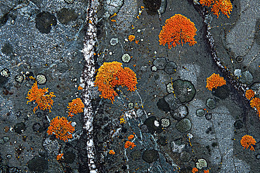 特写,石头,苔藓,楚加奇州立公园,阿拉斯加,秋天