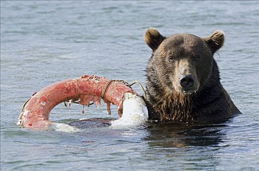 棕熊,救生器材,堪察加半岛,俄罗斯