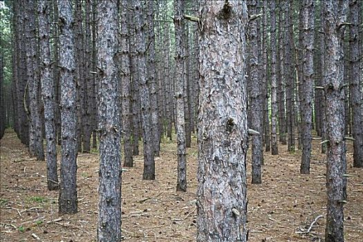 松树,树林,种植园,安大略省,加拿大