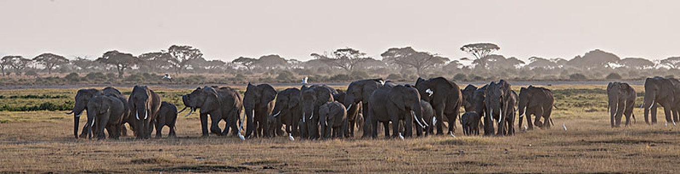 非洲大象032