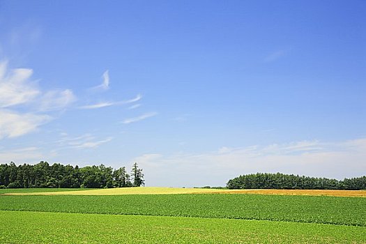 乡村地区,初夏