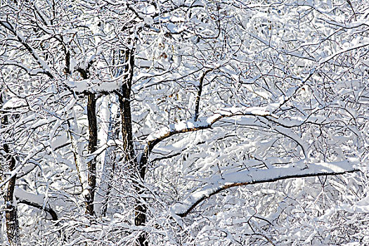 雪,遮盖,树