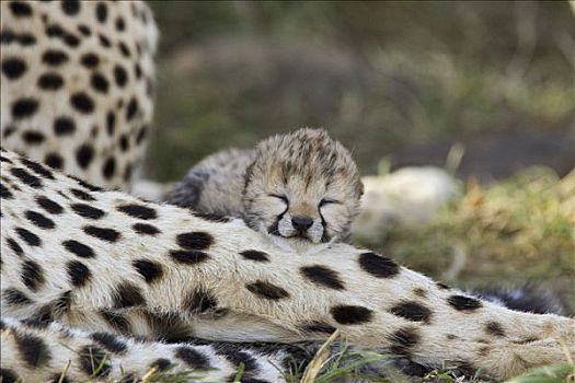 印度豹,猎豹,白天,老,幼兽,休息,腿,马赛马拉,自然保护区,肯尼亚