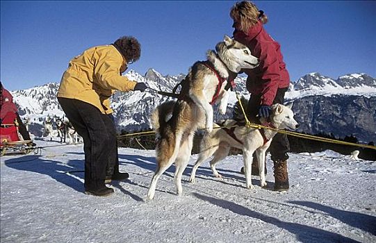 狗拉雪橇,雪撬,极限运动,冬天,雪,探险,假日,动物