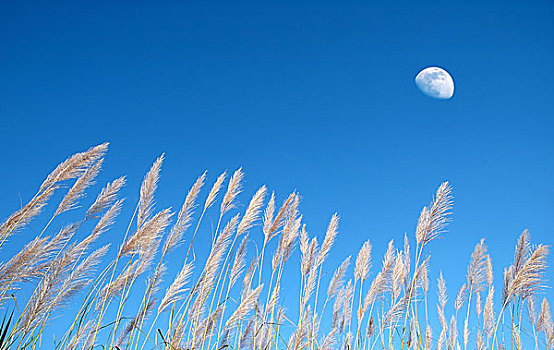 杂草,蓝天