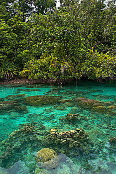 巨蛤,清晰,水,泻湖,所罗门群岛,太平洋