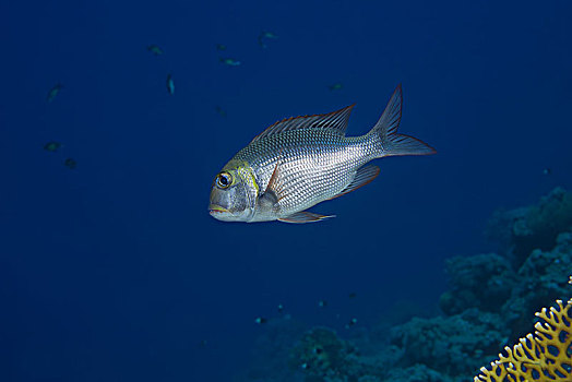 铜盆鱼,漂浮,深海,靠近,珊瑚礁,达哈卜,西奈半岛,红海,埃及,非洲