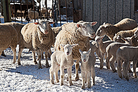 绵羊,羊羔,农场,安大略省,加拿大