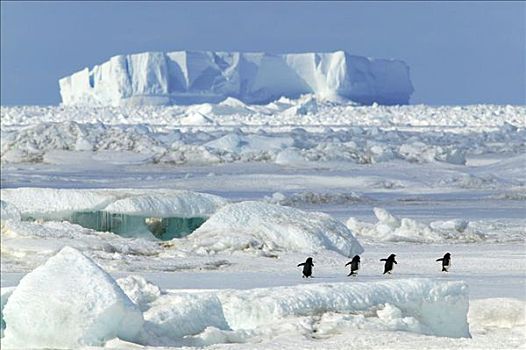 阿德利企鹅,岬角,南极