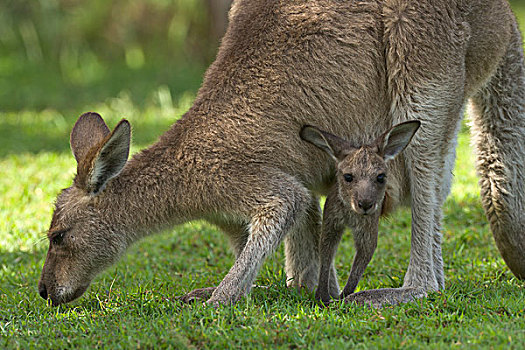 大灰袋鼠,灰袋鼠,女性,放牧,幼兽,国家公园,新南威尔士,澳大利亚