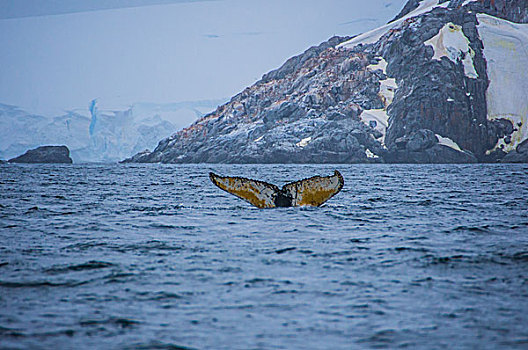 南极鲸鱼入海逆戟鲸