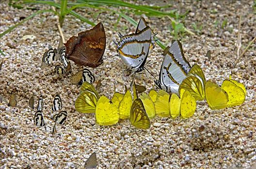 蝴蝶,吃,矿物质,泰国