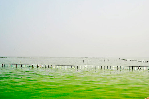 湖面,蓝藻
