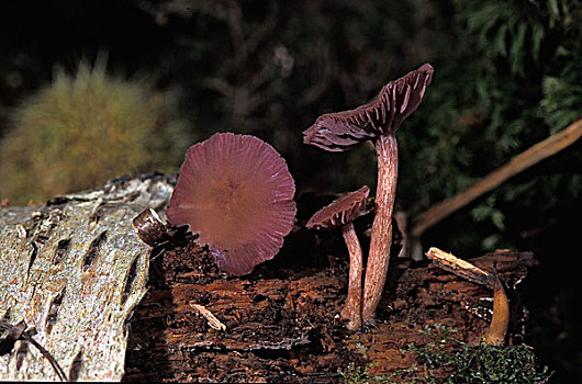 紫色,菌类,诺曼底,法国