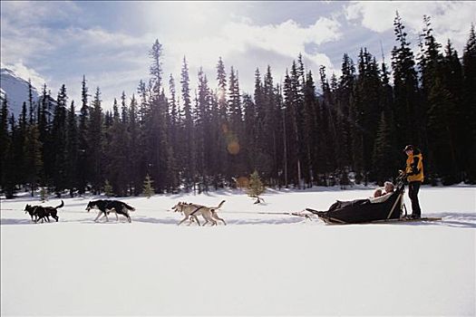 狗拉雪橇,艾伯塔省,加拿大