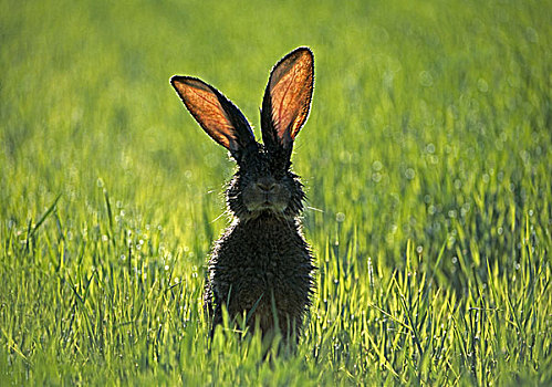 草地,野兔,湿,警惕,草,动物,哺乳动物,兔子,比赛,饲养,畜牧,物种,夏天,户外