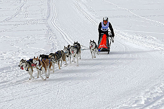 雪橇狗,团队,西伯利亚,哈士奇犬,国际,狗拉雪橇,比赛,一月,因泽尔,巴伐利亚,德国,欧洲