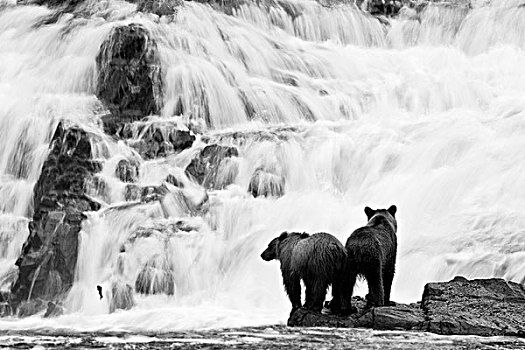 两个,幼兽,棕熊,瀑布,通加斯国家森林,东南阿拉斯加,夏天,数码