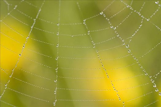 蜘蛛网,遮盖,露珠