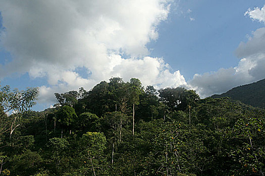 风景,秘鲁,丛林,树林,八月,2008年