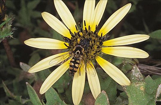 蜜蜂,昆虫,雏菊,花,沃伦邦格尔国家公园,澳大利亚,动物