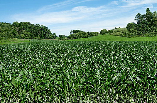 玉米地,美国独立日