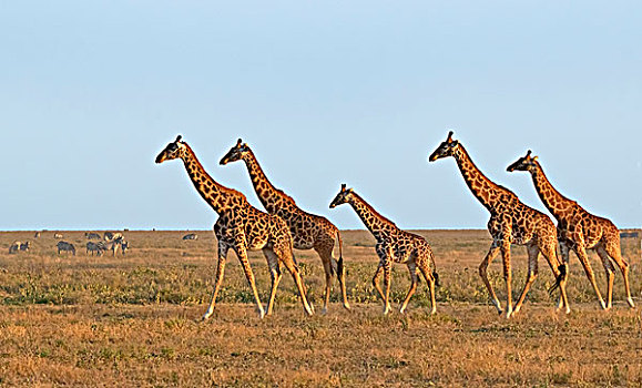 非洲,坦桑尼亚,塞伦盖蒂,五个,长颈鹿,马萨伊,马赛长颈鹿,走,排列,斑马,背景