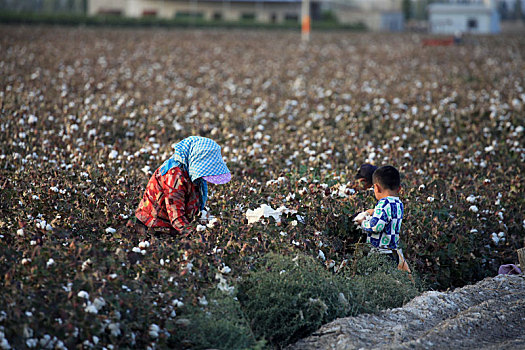 新疆哈密,棉花成熟
