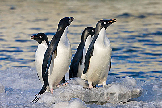 阿德利企鹅,南,设得兰群岛,岛屿,南极