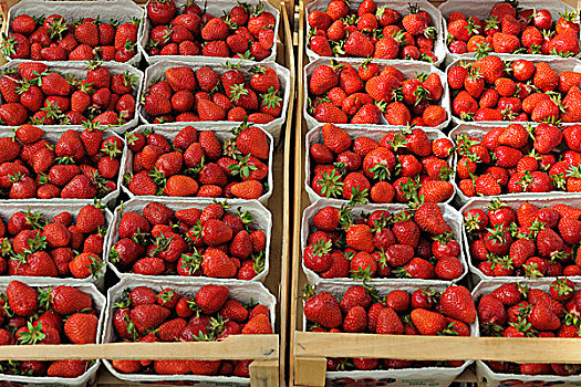 新鲜,草莓,草莓属,盒子,市场货摊,巴登符腾堡,德国,欧洲