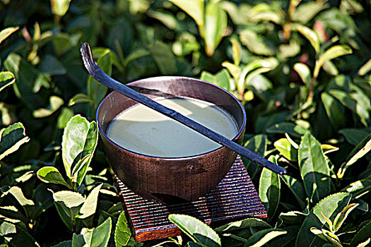 勺子,茶,灌木丛