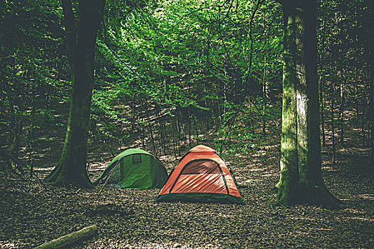 露营,帐篷,树林,绿色,橙色,彩色
