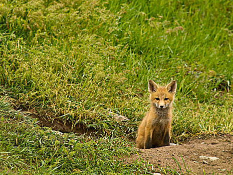 红狐,幼仔,巢穴,场所,山谷,蒙大拿,美国