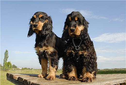 两个,小狗,纯种动物,英国