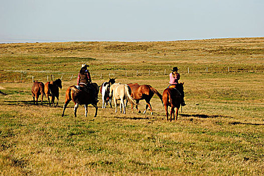 女牛仔,驾驶,马,草原,萨斯喀彻温,加拿大