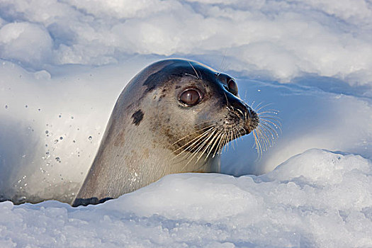 成年,鞍纹海豹,抬起,头部,室外,洞,冰,魁北克,加拿大