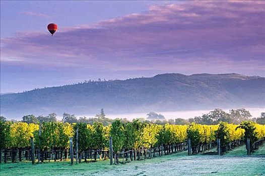 热气球,云,日出,上方,葡萄园,靠近,奥克维尔,那帕山谷,加利福尼亚,美国