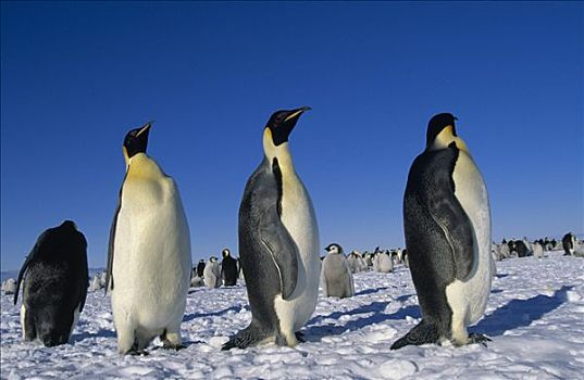 帝企鹅,群,南极