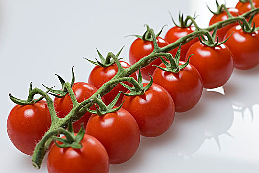 法国,西红柿茎
