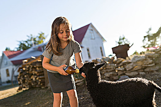 女孩,山羊,后院