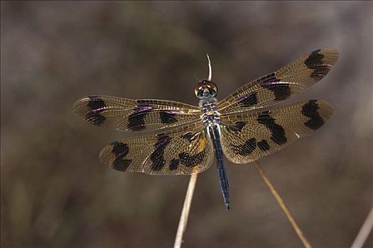 蜻蜓,卡卡杜国家公园,澳大利亚