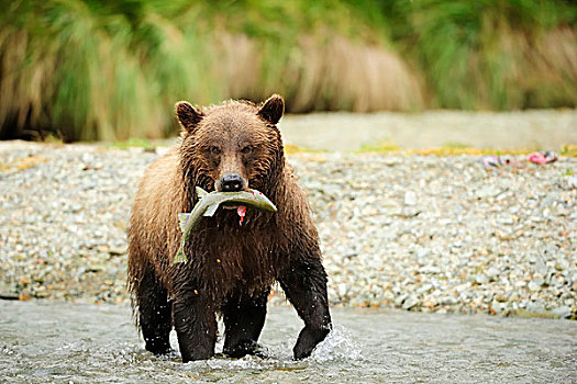 棕熊,河,三文鱼,嘴,卡特麦国家公园,阿拉斯加