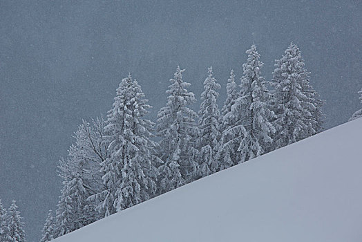 雪,树,山,斜坡,巴伐利亚阿尔卑斯山,巴伐利亚,德国