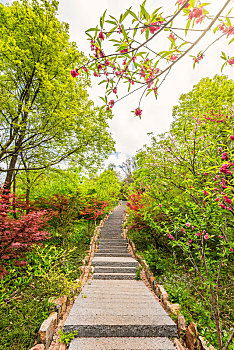 中国江苏南京栖霞山的樱花和园林建筑