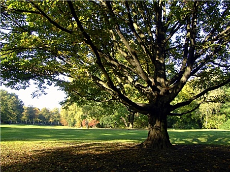 树,公园