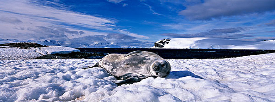 南极,半月,岛屿,威德尔海豹,休息,积雪,岸边,山,背景