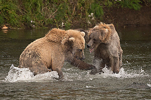 两个,熊,争斗,相互,河